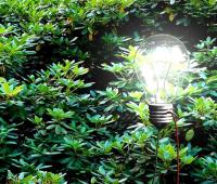 How plants can generate electricity to power LED light bulbs