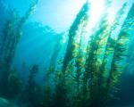 Energia dalle bio-onde seguendo i movimenti delle Kelp