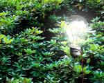 Come piante ed alberi potrebbero generare energia per delle lampade a LED