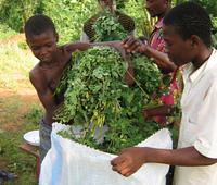 Moringa a miracle plant to feed humanity