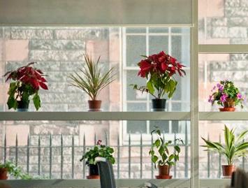 Plants for office