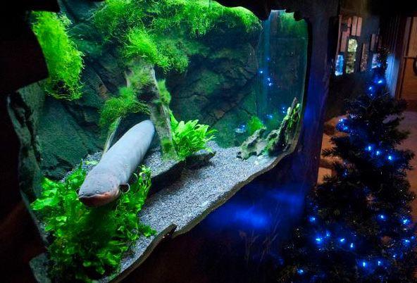 Christmas lights powered by electric eel