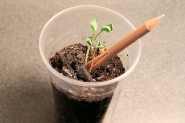 Sprout the ecological pencil to plant